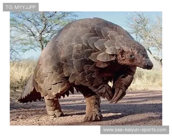 从岌岌可危到柳暗花明,海牛保级只剩最后一步,海牛濒危等级 从岌岌可危到柳暗花明,海牛保级只剩最后一步,海牛濒危等级